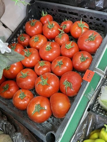 штамбовая роза купить: Помидорлор Кызыл