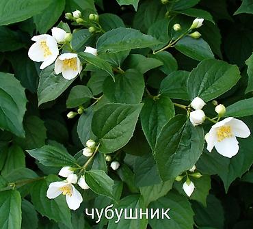 Другие виды семян и саженцев: Все растения что на фото, есть в наличии — 20