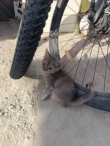 Мышыктар: Котята, помет из трёх малышей. Описание: - Возраст на фото — примерно — 3