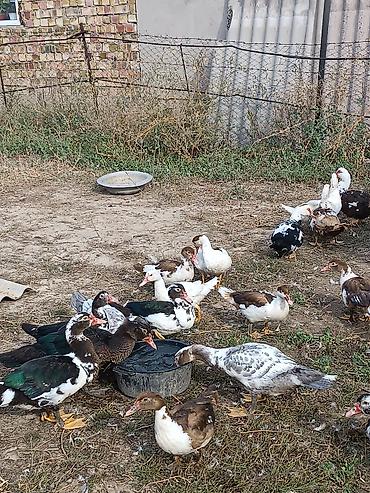 Продам с/х животных: Индоутки (мускусные утки), разноцветные масти — 5