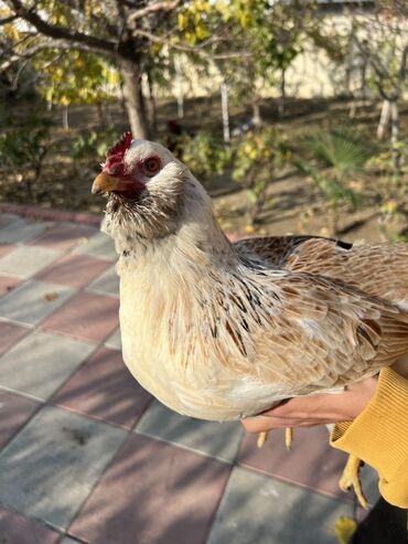 Toyuqlar: Toyuq, Yumurtalıq -da lalafo.az — 12 Toyuqlar: Toyuq, Yumurtalıq — 12