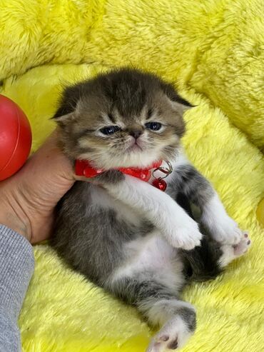 Pişiklər: Erkək, Dişi, Yaxşı əllərə, Pulsuz çatdırılma, Ödənişli çatdırılma, Rayonlara çatdırılma — 5