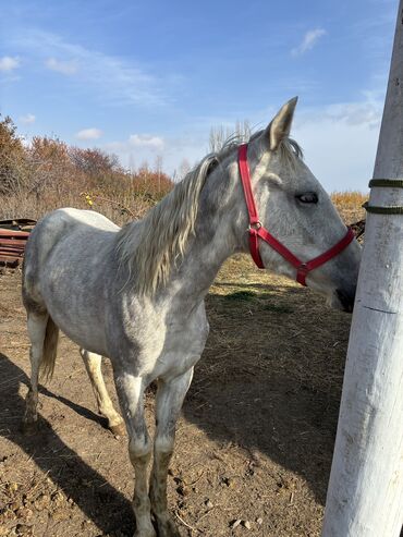 Лошади, кони: Продаю | Жеребец | Конный спорт — 7