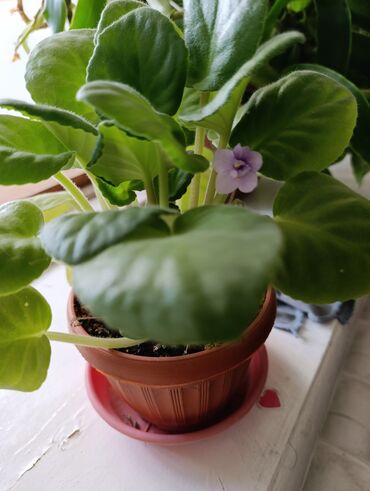 бугенвиллия фото: Сенполия (узамбарская фиалка) в горшке. взрослое растение. -