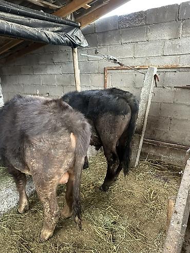 Коровы, быки: Продаю | Бык (самец) | На откорм | Привязанные — 7