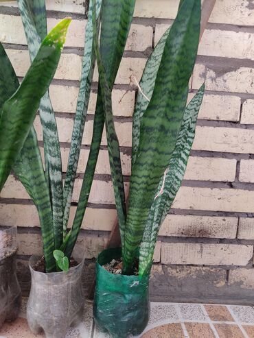 Digər bitkilər: Dibçeksiz adi qabda 5 manat. Gül açan növüdür.Sansevieria zeylanica