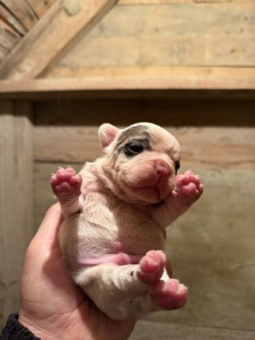İtlər: Amerikan buldoqu, 1 ay, Peyvəndli, Ödənişli çatdırılma — 12