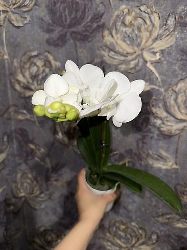 Орхидеи: Орхидея оптом и в розницу принимаем корпоративные заказы !!! Г at lalafo.kg — 17 Орхидеи: Орхидея оптом и в розницу принимаем корпоративные заказы !!! Г — 17