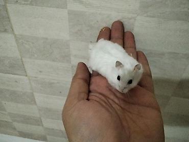 Gəmiricilər: Məhsul: Cırtdan hamsterlər (Djungarian/campbell tipli) Rənglər: tam — 7