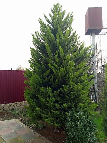 fikus ağacı: Thuja (hündür dekorativ iynəyarpaq ağac) - Növ: İynəyarpaq, ehtimalən — 1
