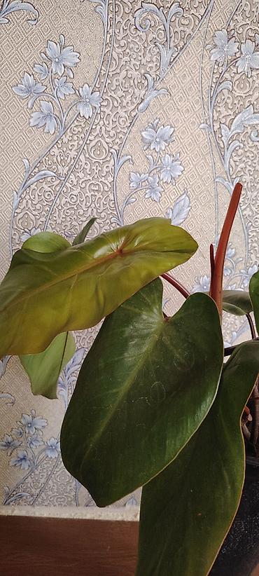gence baki: Filodendron “Red emerald ” (qapalı bitki) - Dekorativ iri, parlaq — 2