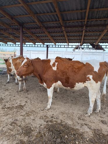 Коровы, быки: Продаю | Корова (самка), Тёлка | Симментальская, Монбельярд | Нетель