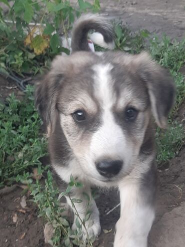 продажа домашних животных: Алабай, 1 месяц, Самец