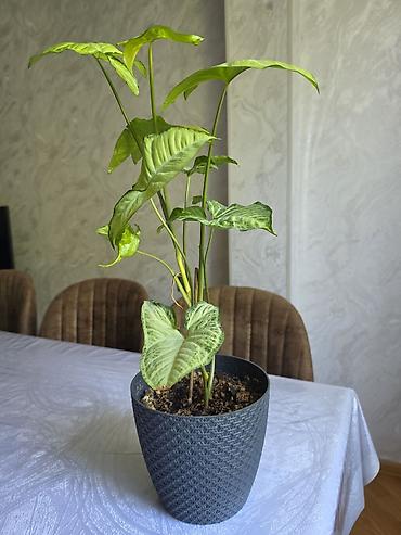 kalanxoe bitkisi: Synginium otaq bitkisidir - Növ: Syngonium podophyllum (ox şəkilli — 4