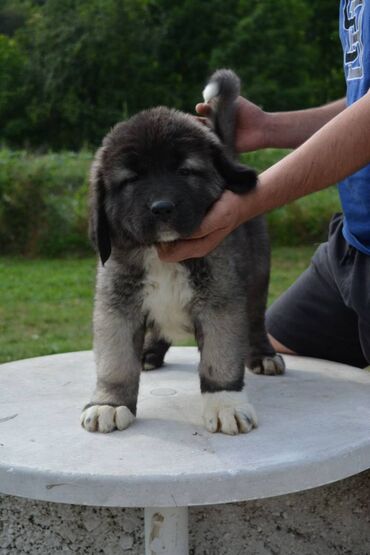 Psi: Odgajivačnica "Joxateam kennel" prodaje štenad Kavkaskog ovcara od — 13