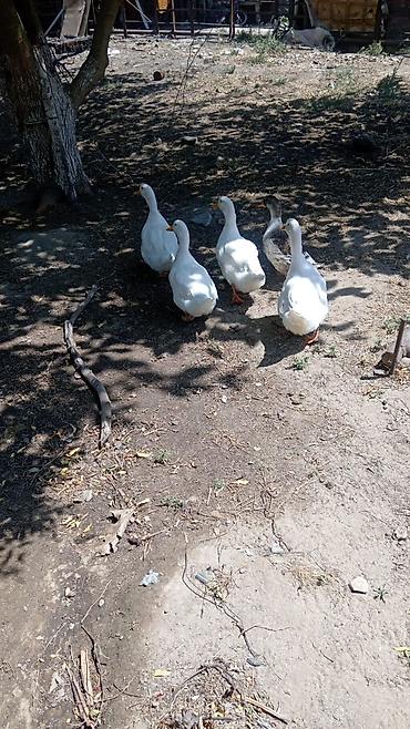 damaz: Salam.pekin ördəkləri satılır biri 15manata təxminən 3,4aylığdılar — 1