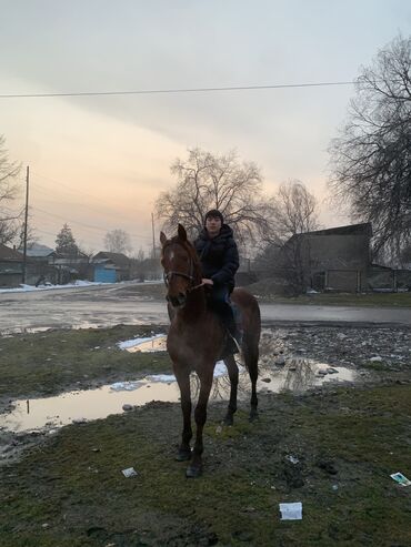 белый конь: Продаю | Конь (самец) | Конный спорт