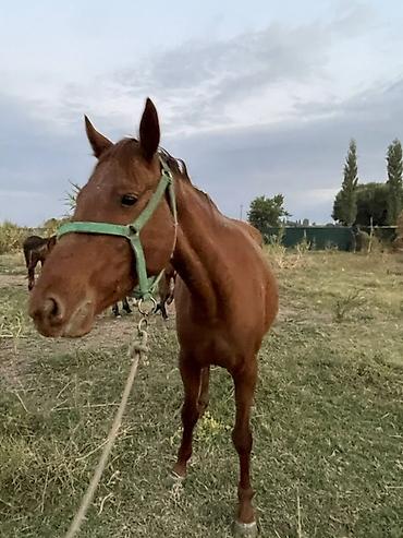 Продам с/х животных: Продаю | Кобыла (самка) | Для разведения — 6