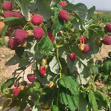 Tayberry saplings & cuttings: 🌿 Полана жана Полька 🌿( Оригинал сорт ) мөмөсу 🍇 Чон чон одборный — 6