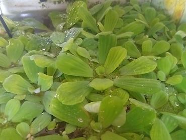 Рыбы: Продаю аквариумное растение плавающие на поверхности воды примерно 5- — 4
