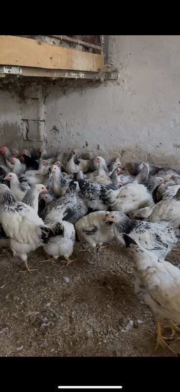 Digər quşlar: ✅85-gunluk cin kimi colpalar 🐥 Təmiz və sağlam toyuq cücələri