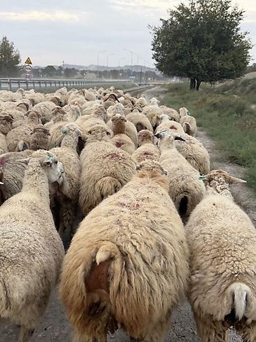 qoyun quyruğu: Dişi, il: 1, Damazlıq — 4