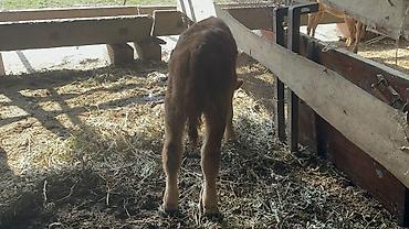 Коровы, быки: Продаю | Бык (самец) | Швицкая | На откорм — 8