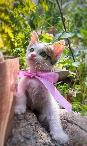 домик кошка: Кошка даром: Беспородная, 1 месяц, Девочка, Приучена к лотку, Проглистована, С прививками
