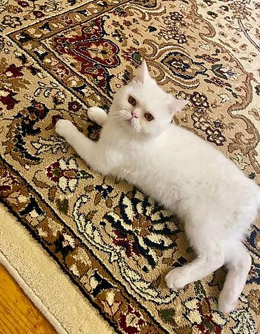 gümüş əşyalar: Satilir.9 ayliqdi.Cinsdi.Ata pers ana wotland.Qum terbiyesi var — 1