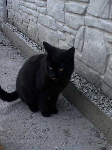 Продажа кошек: 6 месяцев, Мальчик, Черный — 10