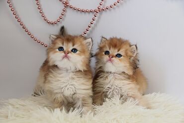 Продажа кошек: Британская короткошёрстная, 1 месяц, Мальчик, Золотая шиншилла — 1