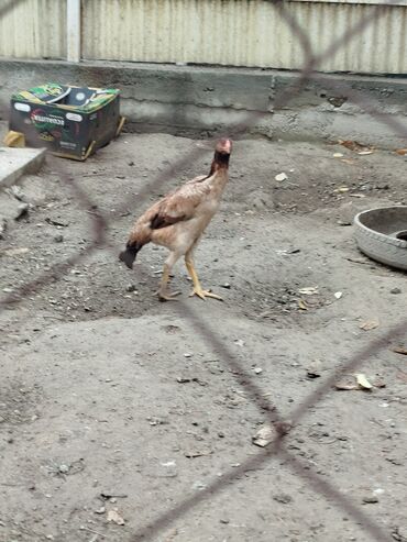 бройлеры оптом: Дакан жожо мекиш сатылат активный алмашу жолдору бар адрес Заря