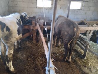 купить кролик декоративный: Продаю | Бык (самец) | На откорм | Привязанные