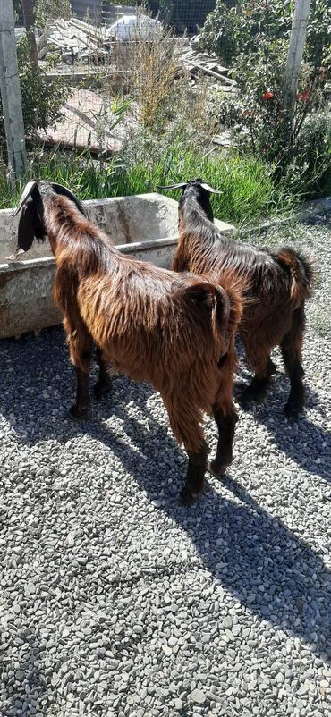 Digər kənd təsərrüfatı heyvanları: 7-8aylıq hələb çəpişləri,damazlıq və ətlik üçün əladı — 10