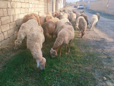 İtlər: Dişi, il: 4, Damazlıq, Südlük, Ətlik, Ödənişli çatdırılma