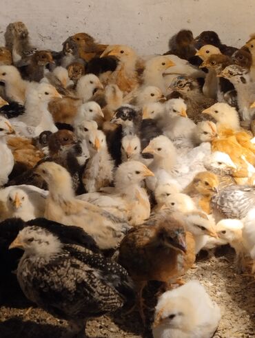 домашняя птица: Продам цыплят домашние смешаные,возраст 26 дней