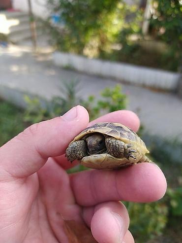 kicik heyvanlar: Məhsul: Kiçik quru tısbağalar Təsvir: - Təbii rəngli, xallı zireh — 6