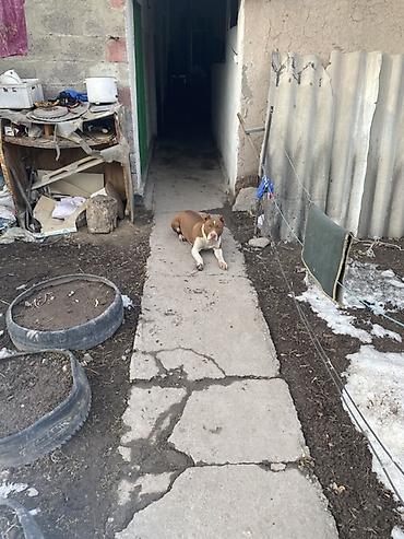 Продажа собак: Питбуль, 8 месяцев, Самка, С прививкой — 13