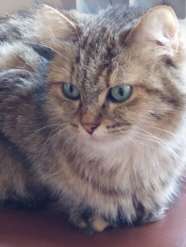 Pişiklər: Şotland yastı qulaq, Yaxşı əllərə — 2