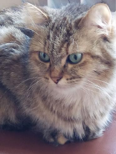 Pişiklər: Yaxşı əllərə, Ödənişli çatdırılma — 8