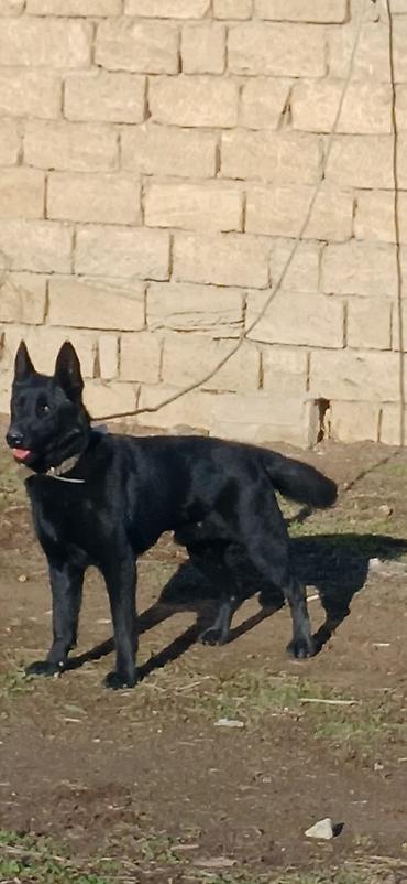 İtlər: Alman çoban iti, 11 ay, Erkek, Peyvəndli — 1