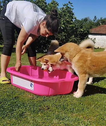 nemački ovčar: AKITA INU – VRHUNSKO FCI LEGLO | KUMA KAI KENNELS Odgajivačnica Kuma — 10