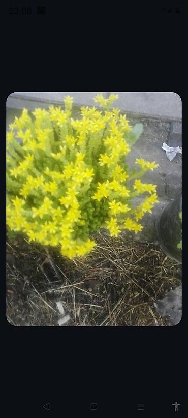 Ostale kućne biljke: Razno ne mrzne na lalafo.rs — 18 Ostale kućne biljke: Razno ne mrzne — 18