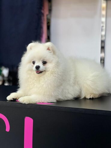 pomeranian shpic: Самовывоз