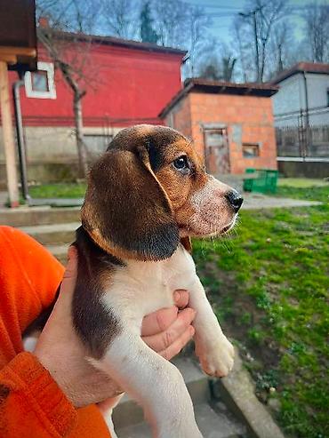 Psi: Bigl štenci Prodajem prelepe rasne štence rase Bigl, oštenjene — 6