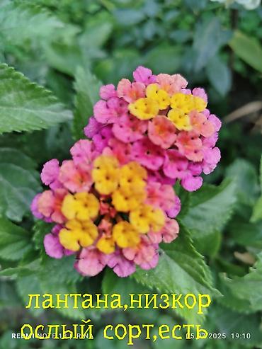 Хойи: Детки сортовой хойи, цены уточнять — 10