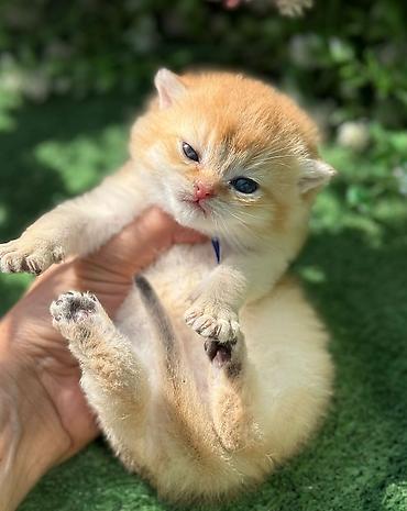 Pişiklər: Britan — 9