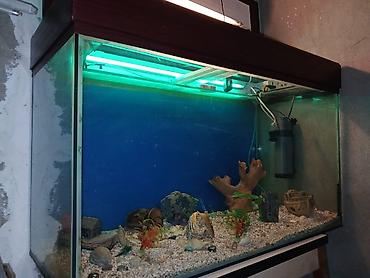 akvarium daş: Dördbucaq akvarium, Boş, 297 l, Ünvandan götürmə — 1