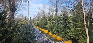 Искусственные ёлки: Ёлка,сосна,голубые ели,пихта,берёза — 7