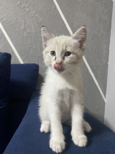 ошейник для кошек: Приучена к лоткуКотята короткошерстные, игривые и любознательные